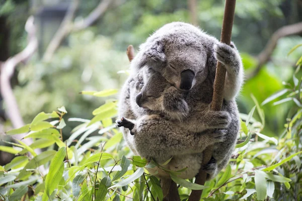 Koala y su joey Imagen de archivo