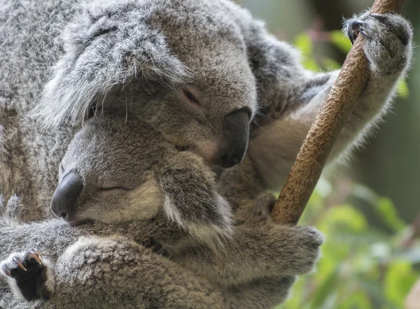 Koala y su joey Fotos de stock libres de derechos