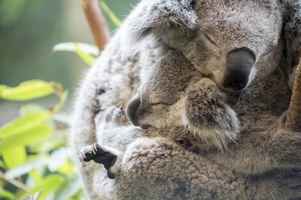 Madre y joey koala abrazos Imagen de stock