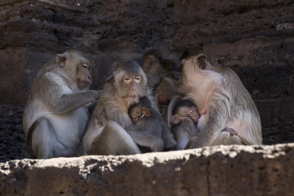 Caranguejo Comer Macacos amamentando seus jovens — Fotografia de Stock