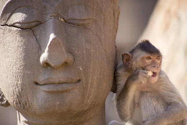 Caranguejo comendo macaco na estátua de Buda — Fotografia de Stock