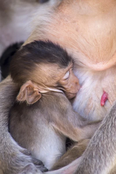 Krabba äta makak baby utfodring från mor — Stockfoto