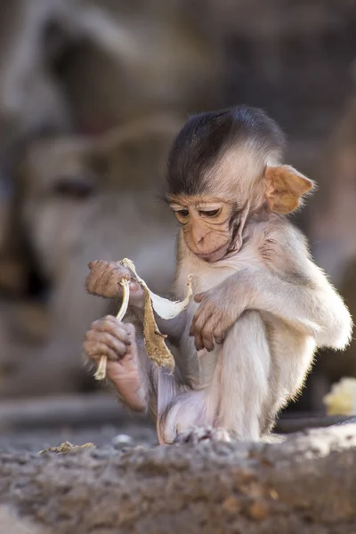 Caranguejo bebê comendo macaco — Fotografia de Stock
