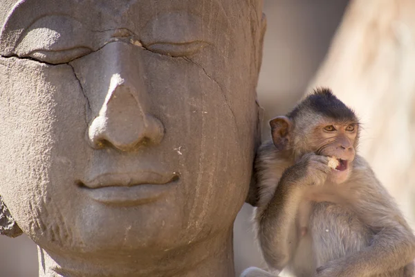 Cangrejo comiendo macaco en estatua de Buda Imagen de archivo