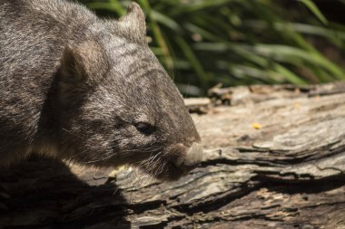 Wombat gösteren dişler