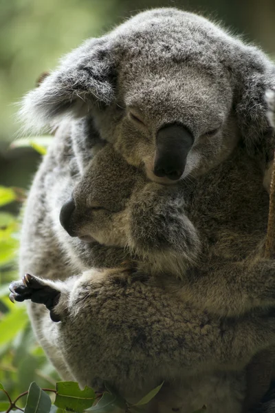 Madre y joey koala abrazos Fotos de stock libres de derechos