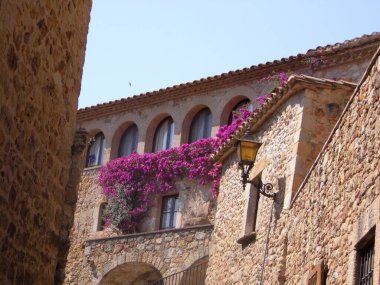 Ormandaki ağaç ve gökyüzü