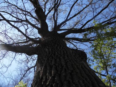 Ormandaki ağaç ve gökyüzü
