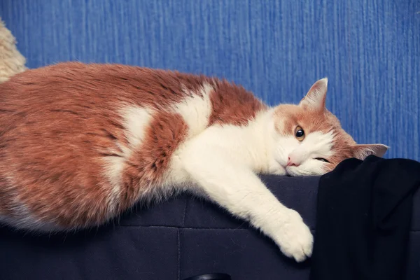 Şişman Kırmızı yerli kedi bir dinlenme kanepede vardır.