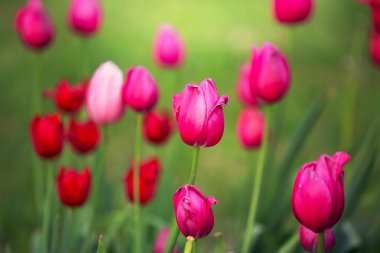 Pembe Lale açık havada