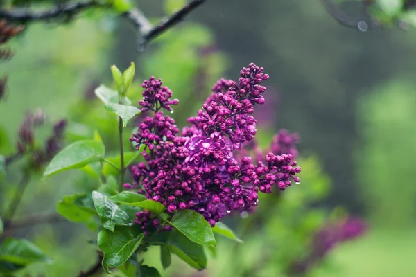 Branch of a lilac outdoors — Stock Photo, Image