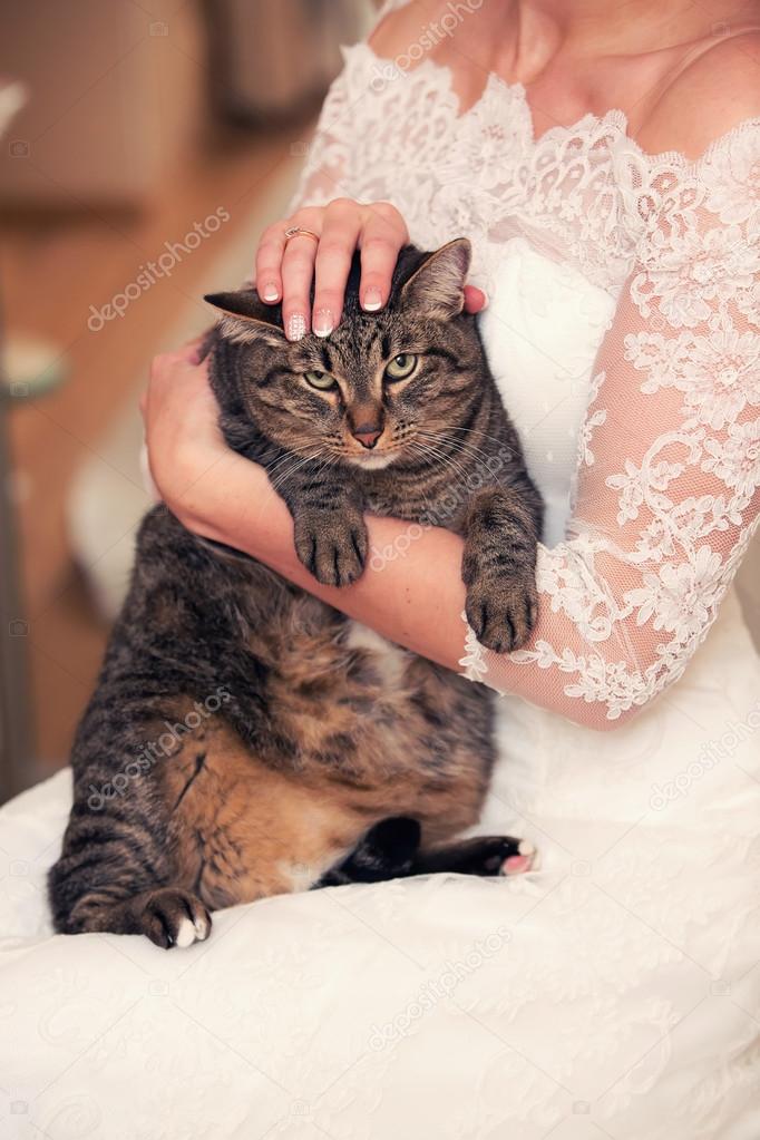 cat in the hands of bride