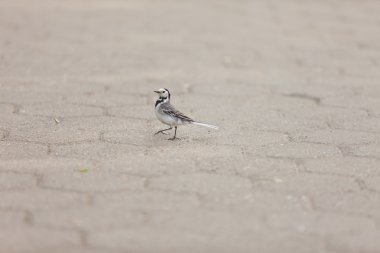 asfalt üzerinde küçük kuş