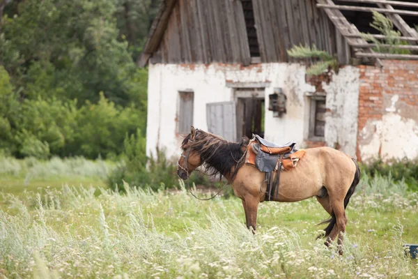 Häst i ett stall i byn — Stockfoto