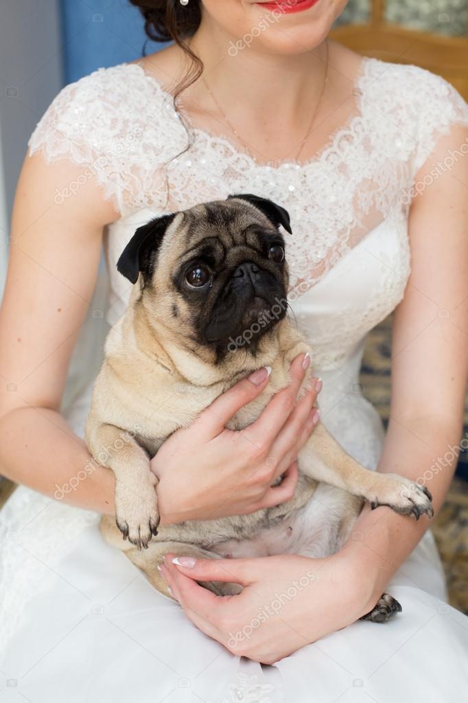 dog in the bride's hands