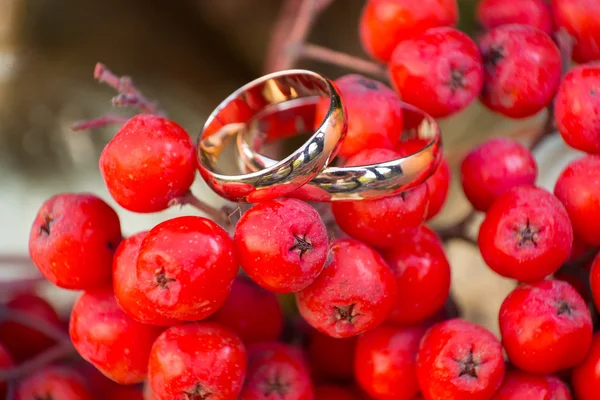 Gouden ringen op een Rowan — Stockfoto