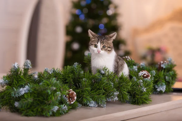 kedi ve Noel süslemeleri