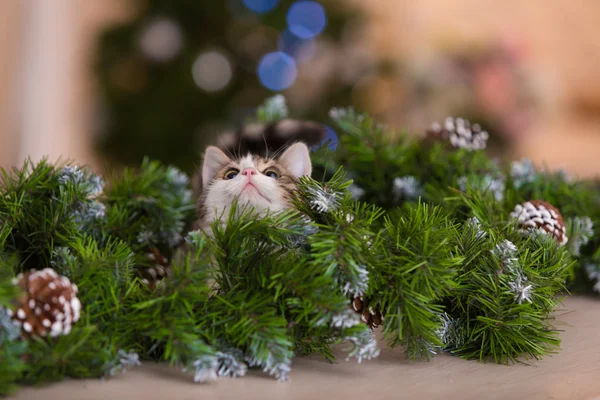 Gatto e decorazioni natalizie — Foto Stock