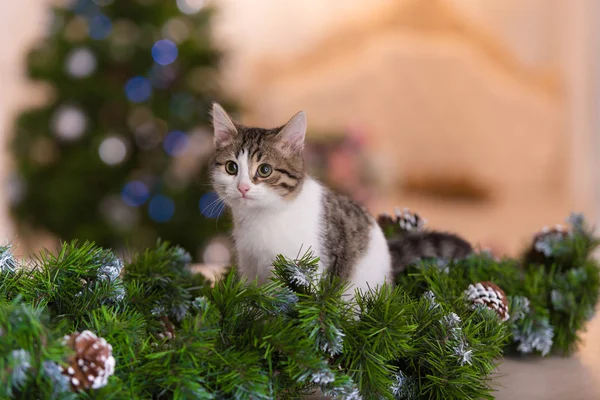 kedi ve Noel süslemeleri