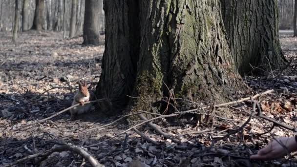 Squirrel in the Park — Stock Video