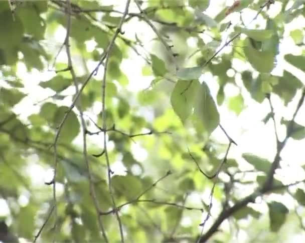 俄罗斯桦树 — 图库视频影像