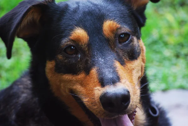 Il mio cane adottato Fotografia Stock