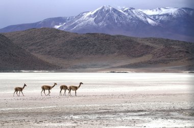 İnanılmaz Salar de Uyuni