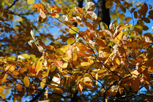 Central Park'ta yürüyüş