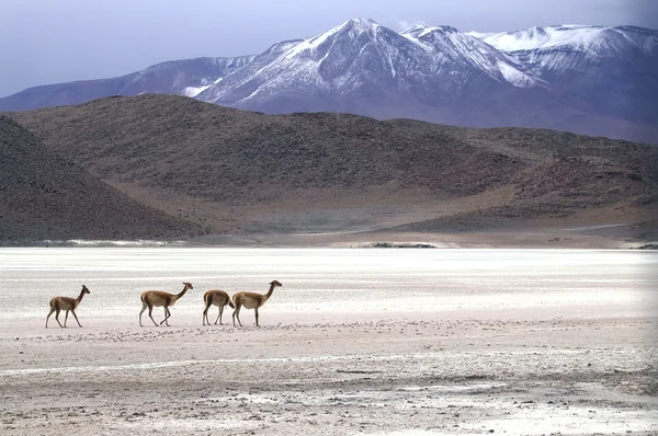 L'incredibile Salar de Uyuni — Foto Stock