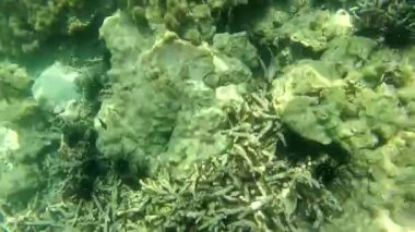 Bazı Tayland dalış