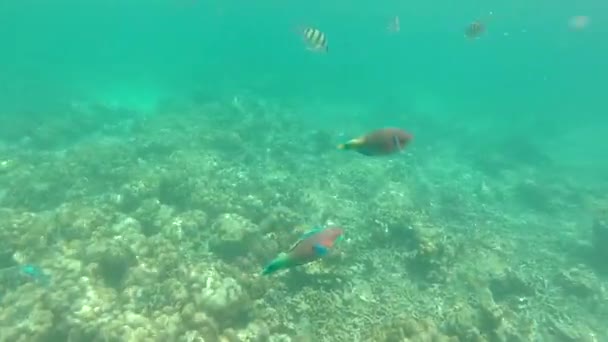 Algunos snorkel en Tailandia — Vídeo de stock