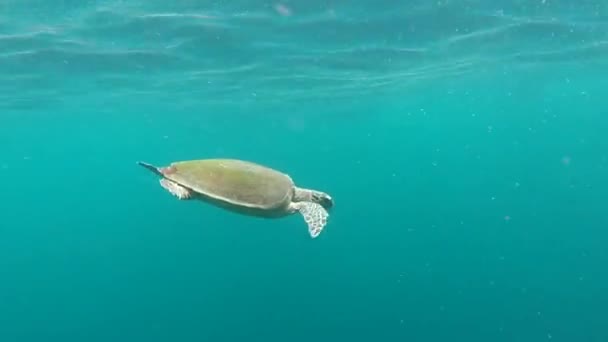 Черепаха на острове Пхи Пхи — стоковое видео