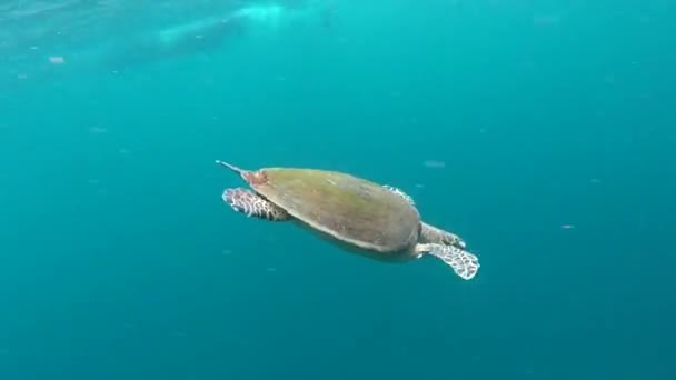 Schildkröte in Phi Phi Island — Stockvideo