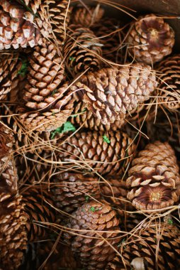 sepet çam kozalakları dolu