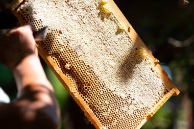 Arıcı elinde bal peteği olan bir çerçeve tutuyor.