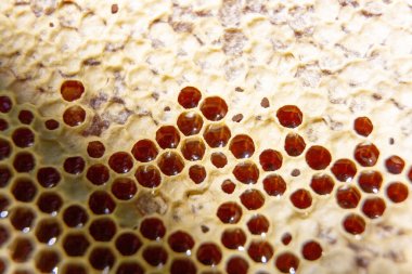 Balla kaplanmış bal peteğini aç