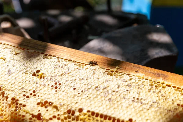 Bee Crawls Honeycomb Honey — стоковое фото