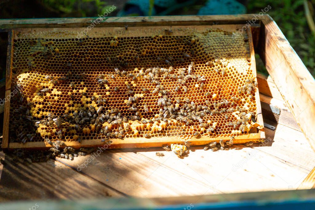 frames with honeycombs in an open hive