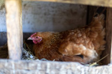 Tünekte bir tavuk yumurtadan çıkar.
