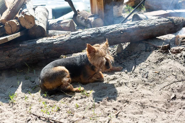 A Yorkshire terrier dog lies on the sand near the firewood — Stock Image Yorkshire Terrier Dog Lies Sand Firewood Stock Picture