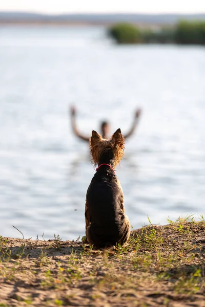 Pies Terier Yorkshire Siedzi Brzegu Patrzy Człowieka Kąpieli — Zdjęcie stockowe