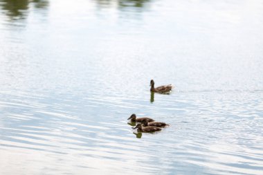 Üç yetişkin ördek yavrusuyla gölde yüzen bir ördek.