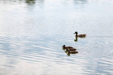 Üç yetişkin ördek yavrusuyla gölde yüzen bir ördek.