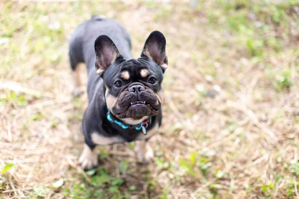 Dog French Bulldog Breed Black Color Stands Land — Stock Photo, Image