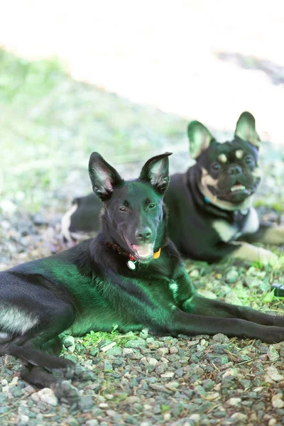 Две Черные Собаки Отдыхают Тени После Игры — стоковое фото