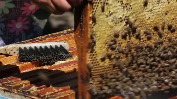 养蜂人从蜂窝特写镜头中拿起一个装有蜂窝的框架 — 图库视频影像