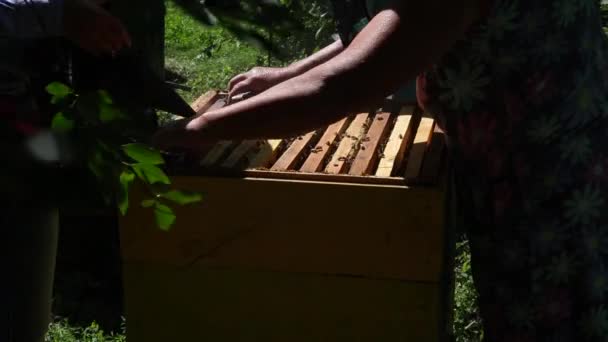Imker Begast Offenen Bienenstock Und Kontrolliert Rahmen Mit Honig — Stockvideo