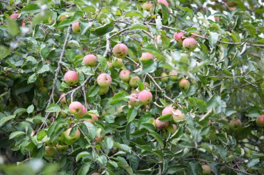 Bahçedeki elma ağaçlarındaki olgun kırmızı elmalar