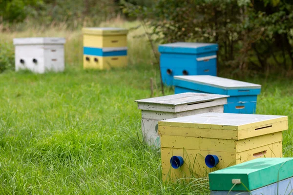 Beehives Standing Clearing Apple Orchard — Stock Photo, Image