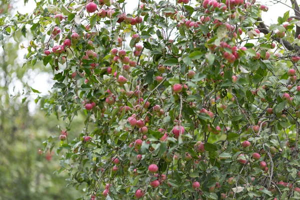 Maçãs Vermelhas Maduras Macieiras Jardim — Fotografia de Stock